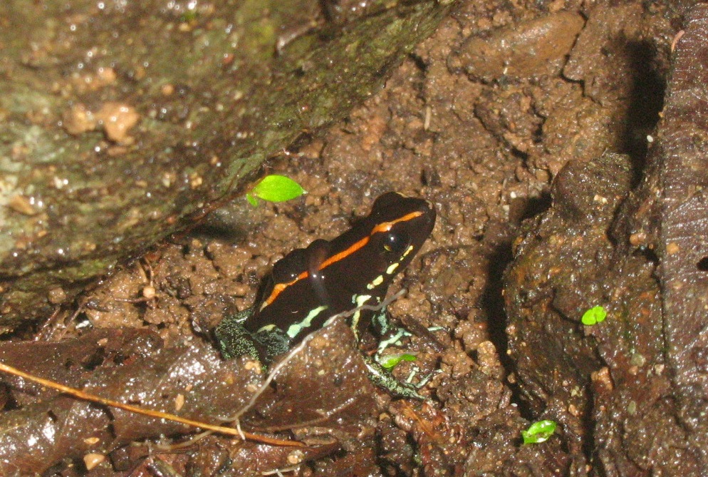 Endemic Golfo Dulce Poison Dart Frog near the Rio Tigre