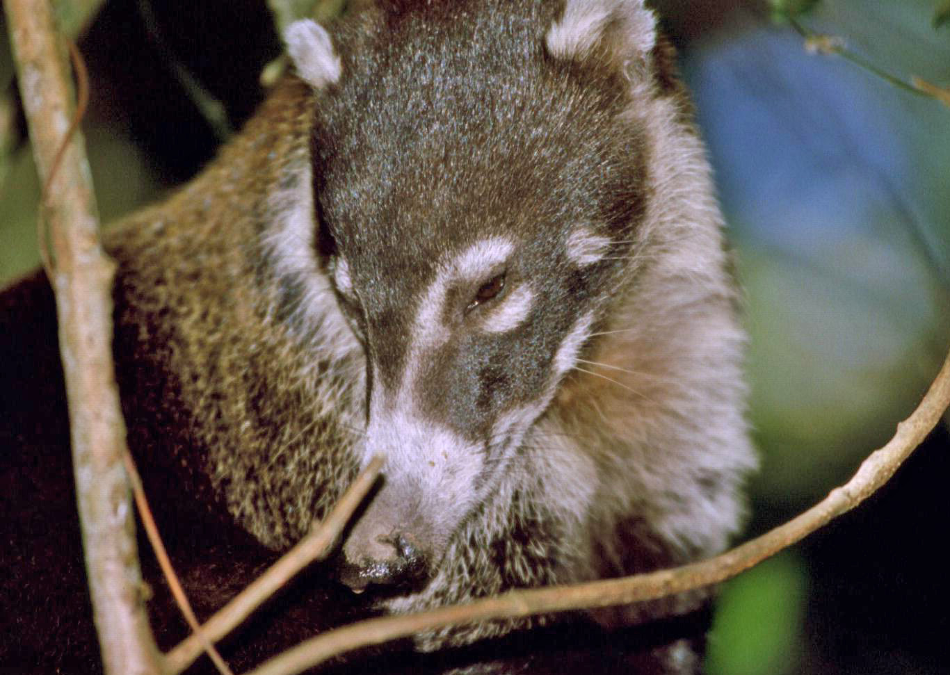 There are many mammals, both large and small, that can be found on the Osa Peninsula and Corcovado National Park