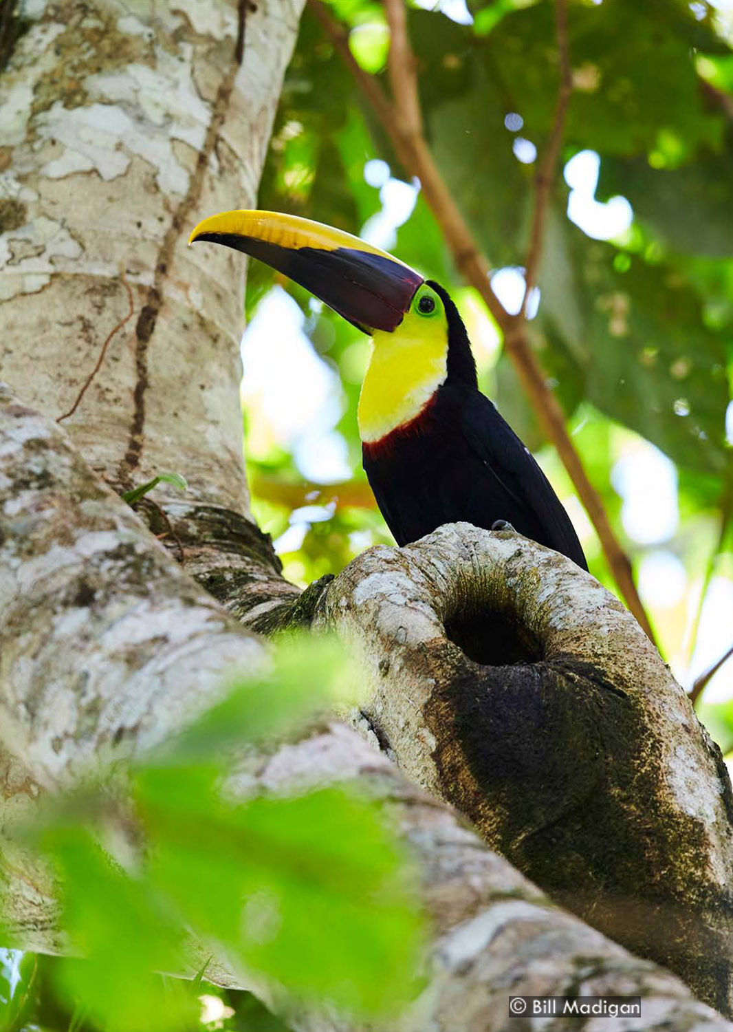 Black-mandibled Toucan, Photo by Bill Madigan