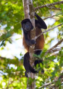 Mantled Howler Monkey on the Osa Peninsula and Corcovado National Park