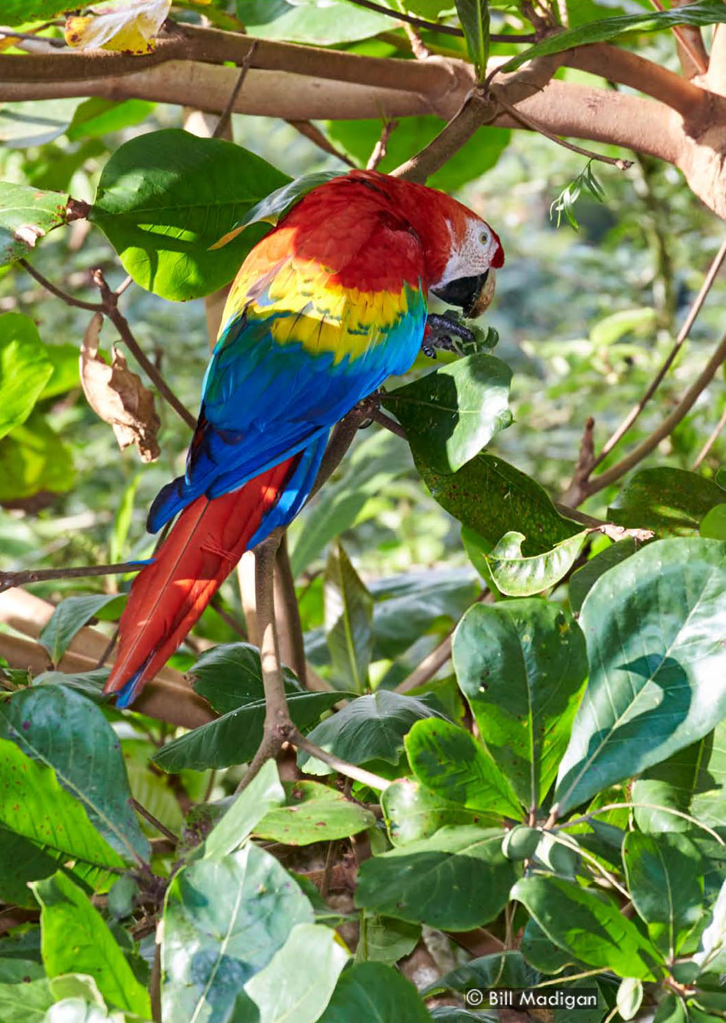 Scarlet Macaw, Photo by Bill Madigan