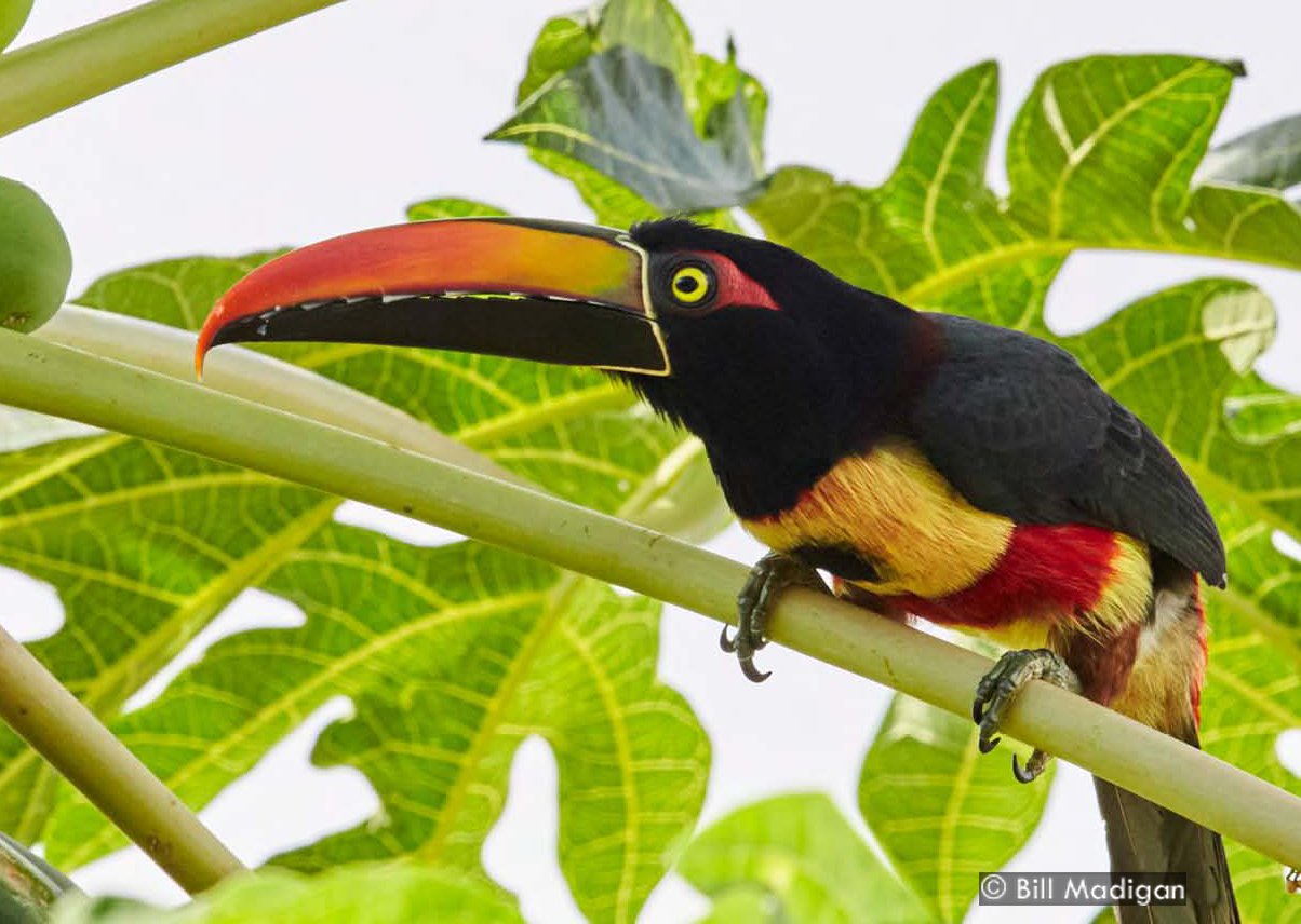 Endemic Fiery-billed Aracari, Photo by Bill Madigan