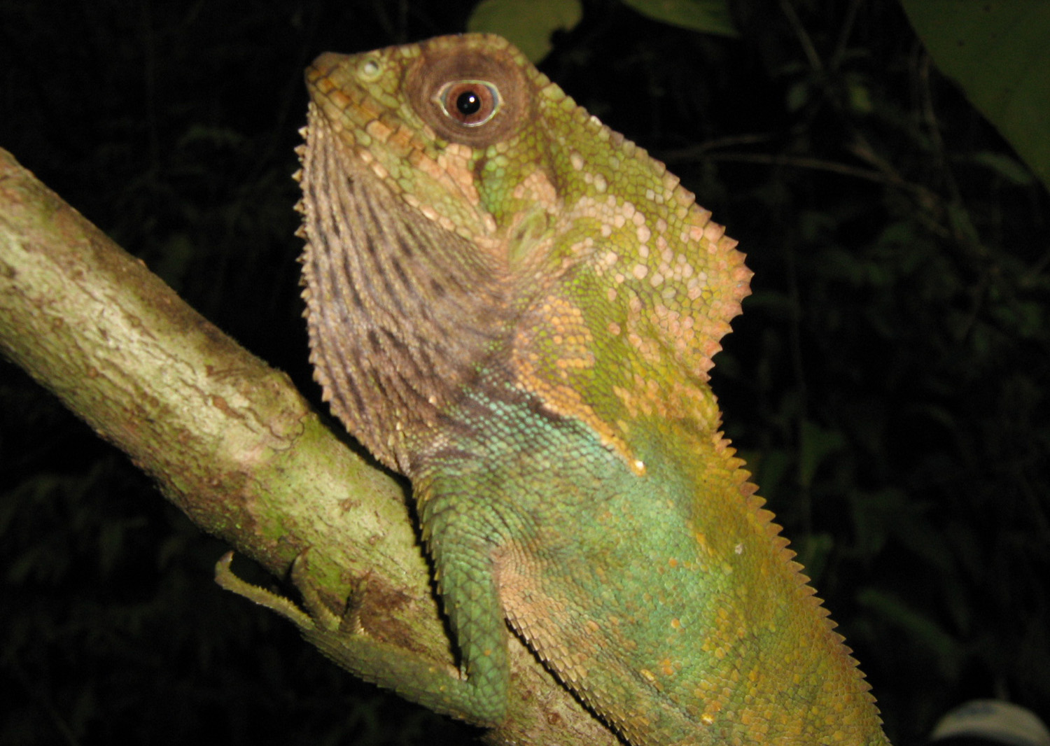 One of Costa Rica's igunas that can be seen from the lodge