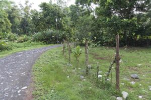 The road is good for birding in Dos Brazos, Osa Peninsula, Puerto Jimenez, Costa Rica Photo by Jeff Zuhlke