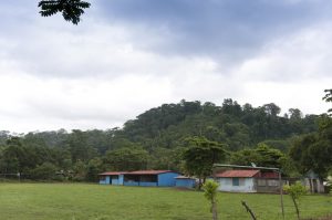 Primary rainforest in the hills, Dos Brazos, Osa Peninsula, Puerto Jimenez, Costa Rica. Photo by Jeff Zuhlke