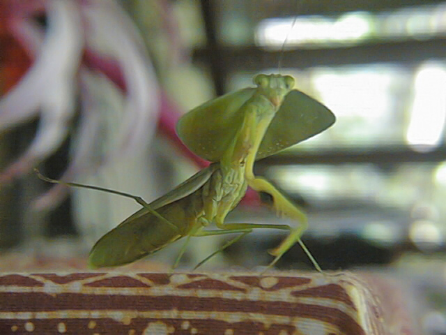 A Preying Mantis, a unique insect that can be seen in Reserva Forestal Golfo Dulce