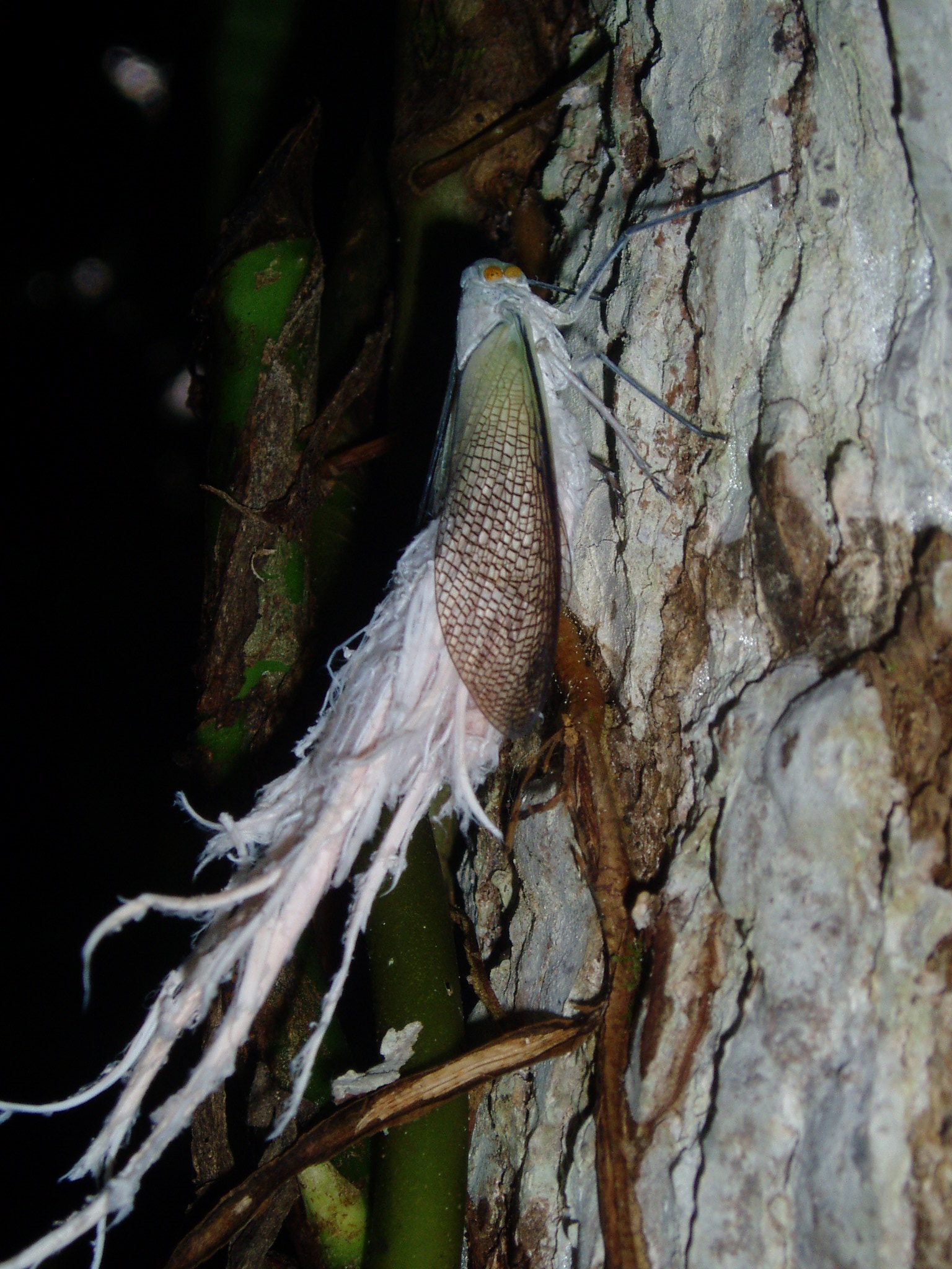 A bizarre Katydid that is found in Costa Rica's forests