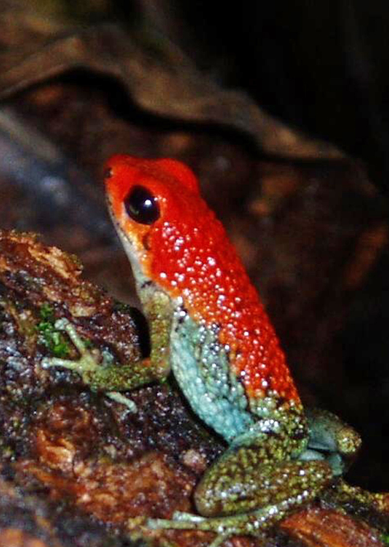 A poison dart frog in the primary rainforest of the Osa Peninsula, near Corcovado National Park